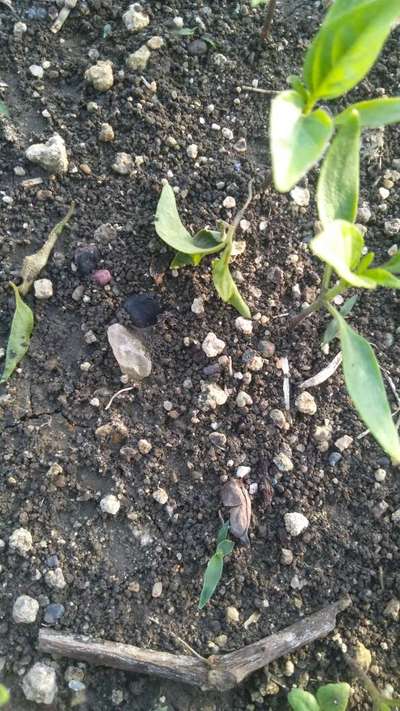 Damping-Off of Seedlings - Capsicum & Chilli