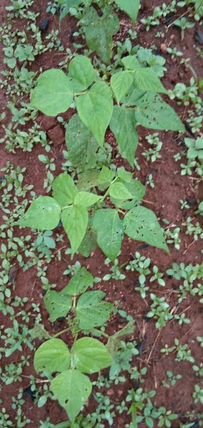 ಚಿಗಟ ಜೀರುಂಡೆ (ಫ್ಲೀ ಬೀಟಲ್) - ಹುರುಳಿ