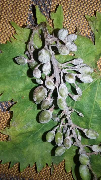 Downy Mildew of Cucurbits - العنب