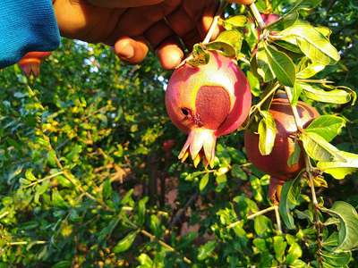 Alternaria Black Spot and Fruit Rot - Pomegranate