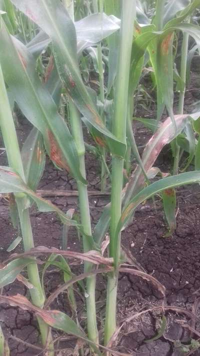 Pyricularia Leaf Spot - Millet