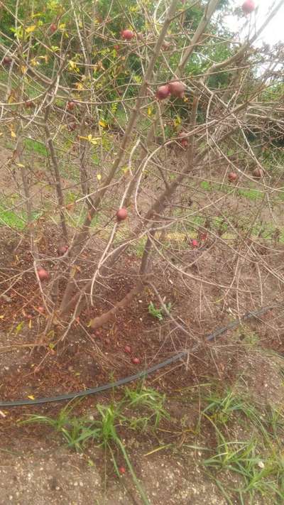 Fusarium Wilt - Pomegranate