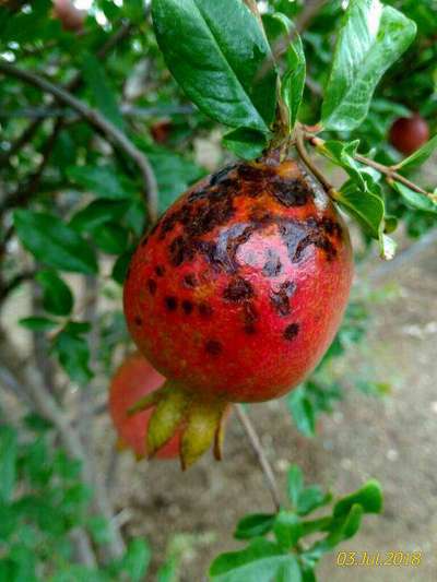 Anthracnose of Pomegranate - Pomegranate