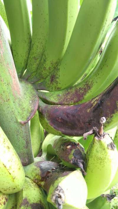 Banana Rust Thrips - Banana