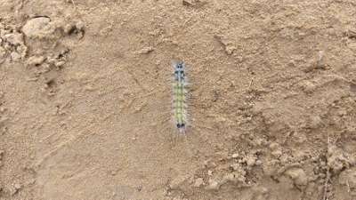 Brinjal Shoot and Fruit Borer - Brinjal