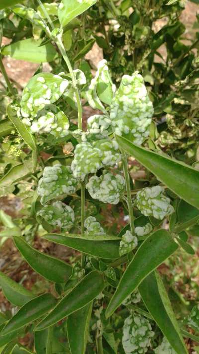 Gall Mite - Citrus