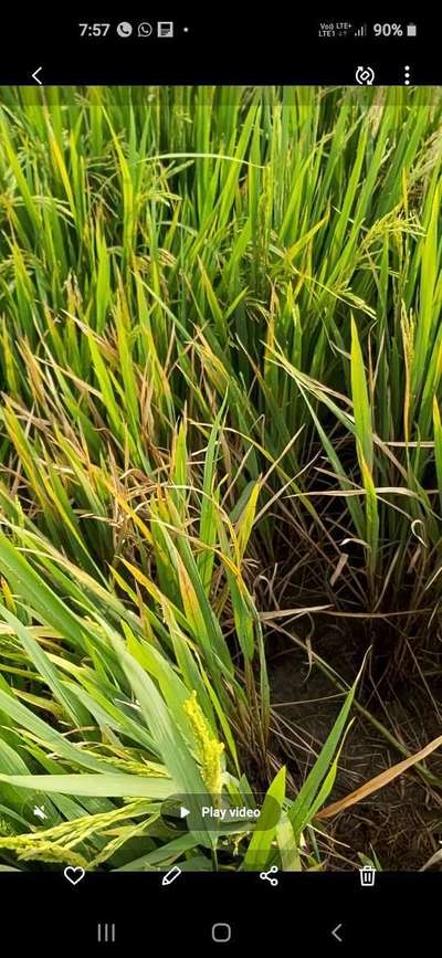 Yellow Stem Borer - Rice