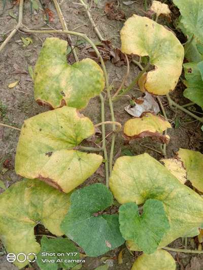 Iron Deficiency - Pumpkin