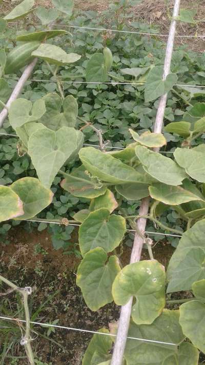 পটাশিয়ামের অভাবজনিত লক্ষণ - তুলা