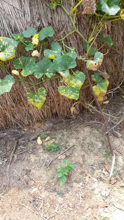 Downy Mildew of Cucurbits - Pumpkin