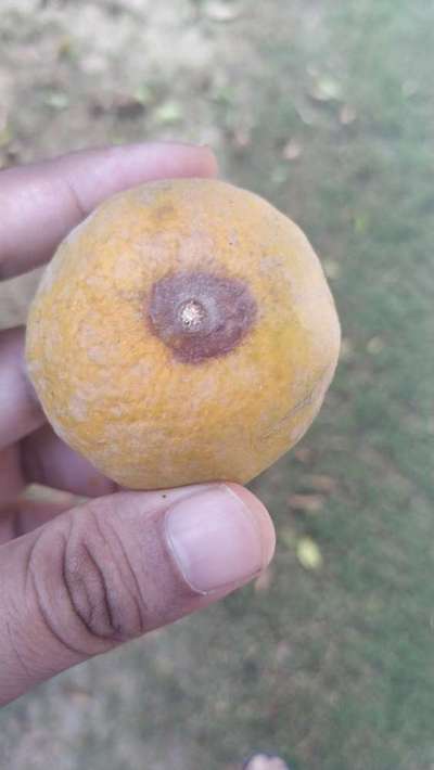 Alternaria Brown Spot - Citrus