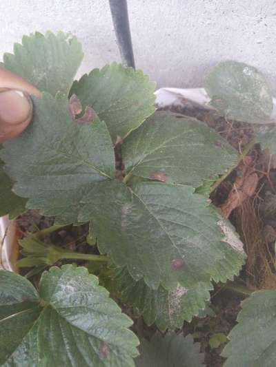 Alternaria Leaf Spot of Cotton - Strawberry