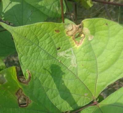 পাতার সুড়ঙ্গ সৃষ্টিকারী মাছি - শিম