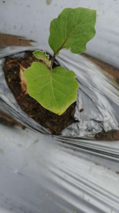 Potassium Deficiency - Brinjal