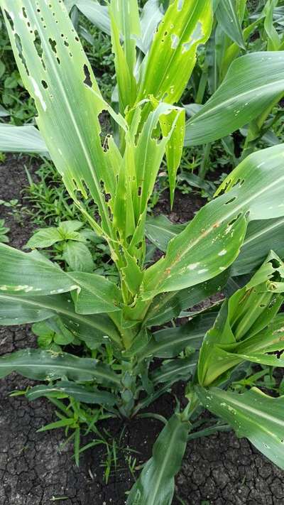 ಫಾಲ್ ಸೈನಿಕ ಹುಳು (ಫಾಲ್ ಆರ್ಮಿ ವರ್ಮ್) - ಮೆಕ್ಕೆ ಜೋಳ