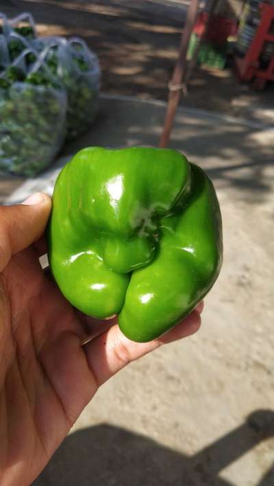 Boron Deficiency - Capsicum & Chilli