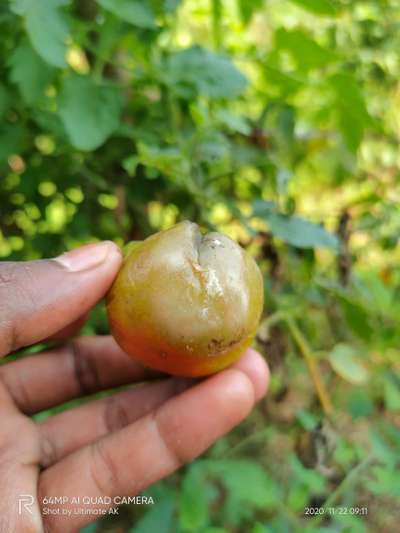 Growth Cracks in Tomato - Tomato