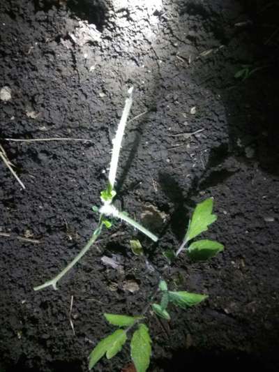 Black Cutworm - Tomato