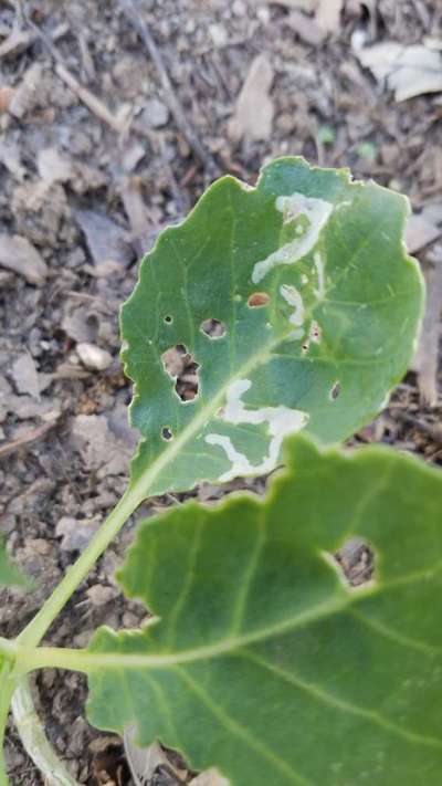 Flea Beetles - Cabbage