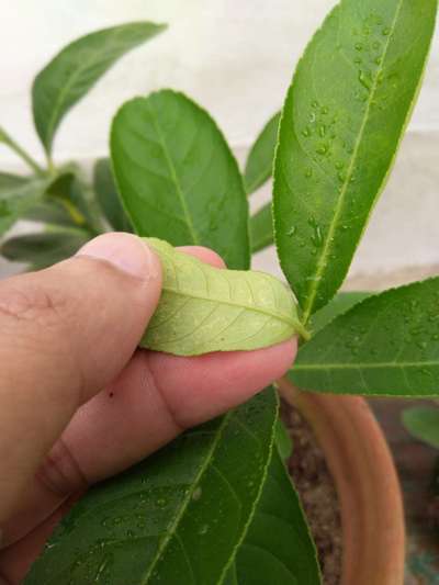 Spider Mites - Citrus