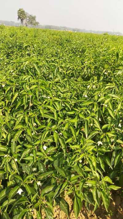 Flea Beetles - Capsicum & Chilli