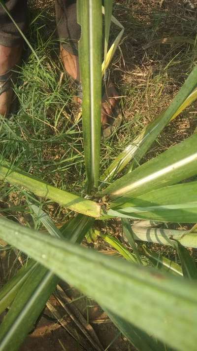 Early Shoot Borer - Sugarcane