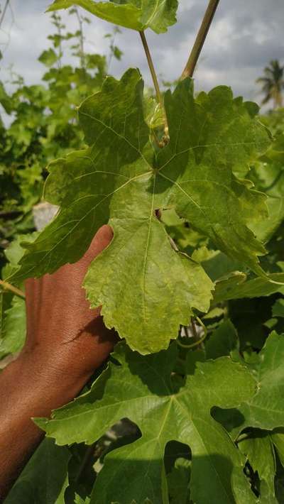 ದ್ರಾಕ್ಷಿಯ ಡೌನಿ ಮಿಲ್ಡ್ಯೂ - ದ್ರಾಕ್ಷಿ