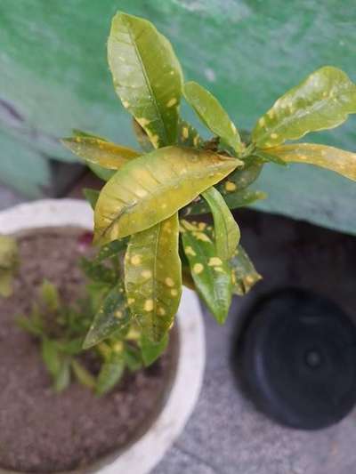 Powdery Mildew - Citrus