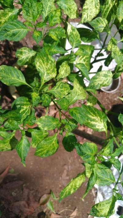 Cucumber Mosaic Virus of Pepper - Capsicum & Chilli