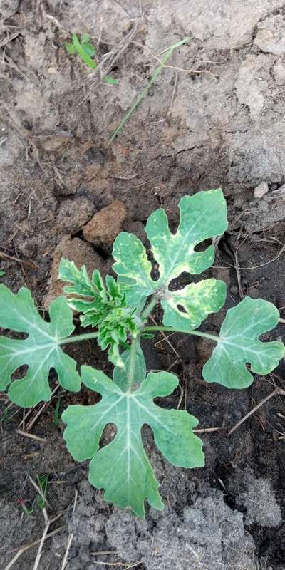 Cucumber Mosaic Virus - Melon