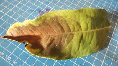 Anthracnose of Lime - Citrus