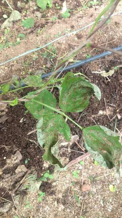 Gray Leaf Spot - Bean