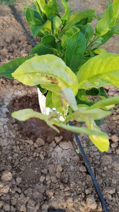 Minador de hojas de los cítricos - Cítricos