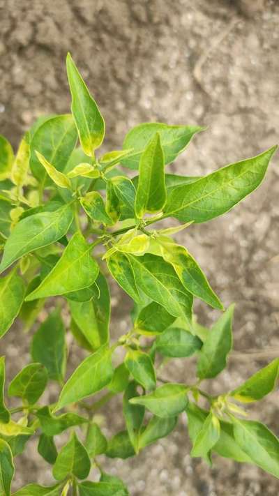 Sulfur Deficiency - Capsicum & Chilli