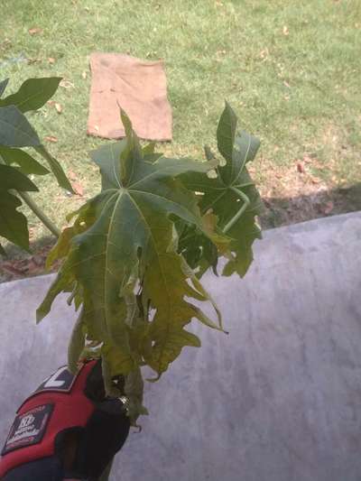 ছাতরা পোকা - পেঁপে