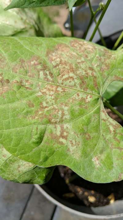 Black Spot Disease - Bean