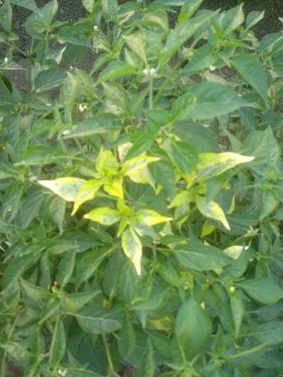 Sulfur Deficiency - Capsicum & Chilli