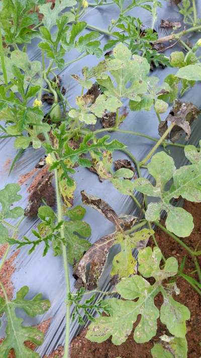 Leaf Miner Flies - Melon