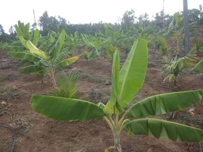 ಕ್ಯಾಲ್ಸಿಯಂ ಕೊರತೆ - ಬಾಳೆಹಣ್ಣು