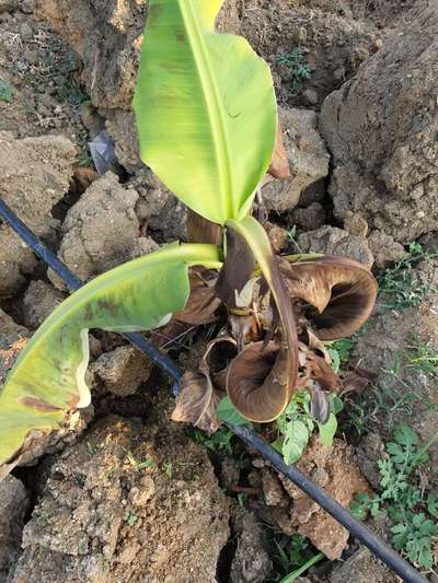 Cucumber Mosaic Virus on Banana - Banana