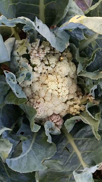 Boron Deficiency - Cauliflower