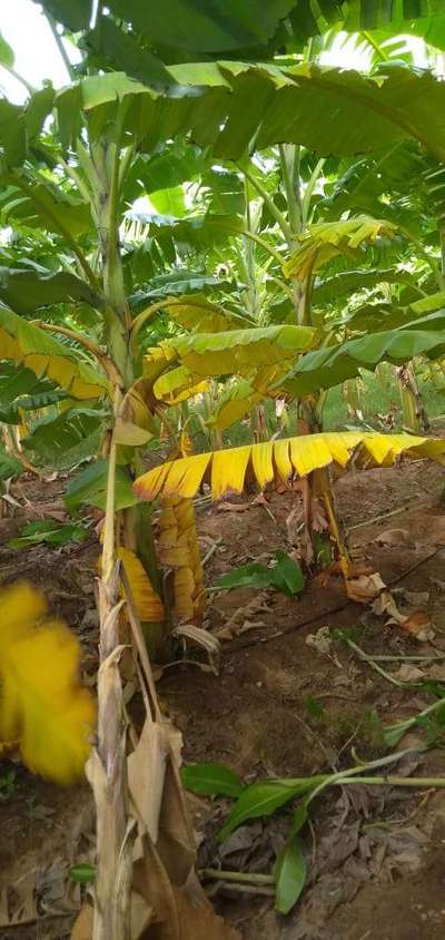 Panama Disease - Banana