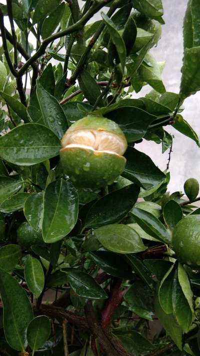 Boron Deficiency - Citrus