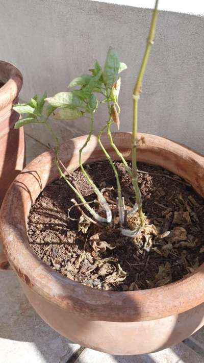 Podredumbre del tallo por Sclerotinia - Capsicum y chile