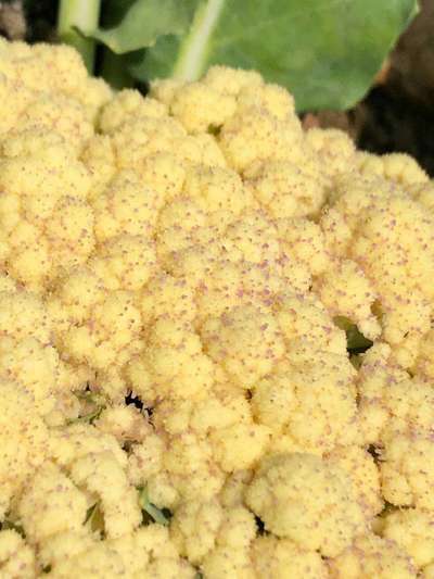 Boron Deficiency - Cauliflower