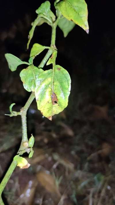 Powdery Mildew - Capsicum & Chilli