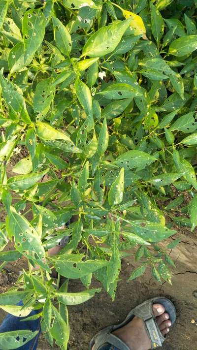 Fall Armyworm - Capsicum & Chilli