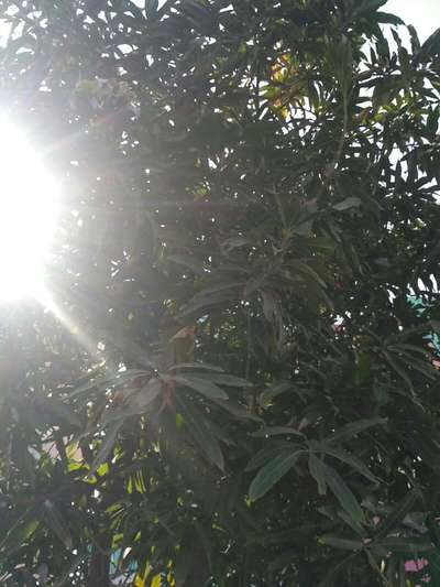 Potassium Deficiency - Mango