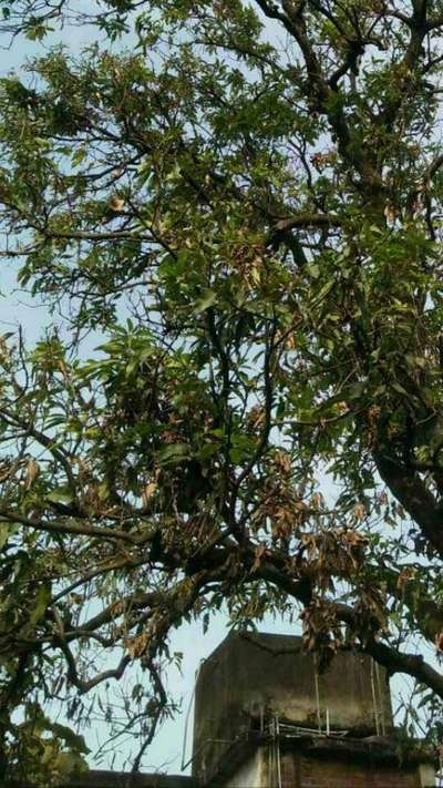 Mango Dieback Disease - Mango