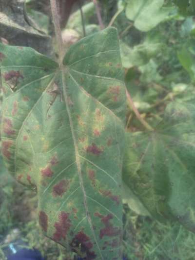 Pesticide Burn - Cotton